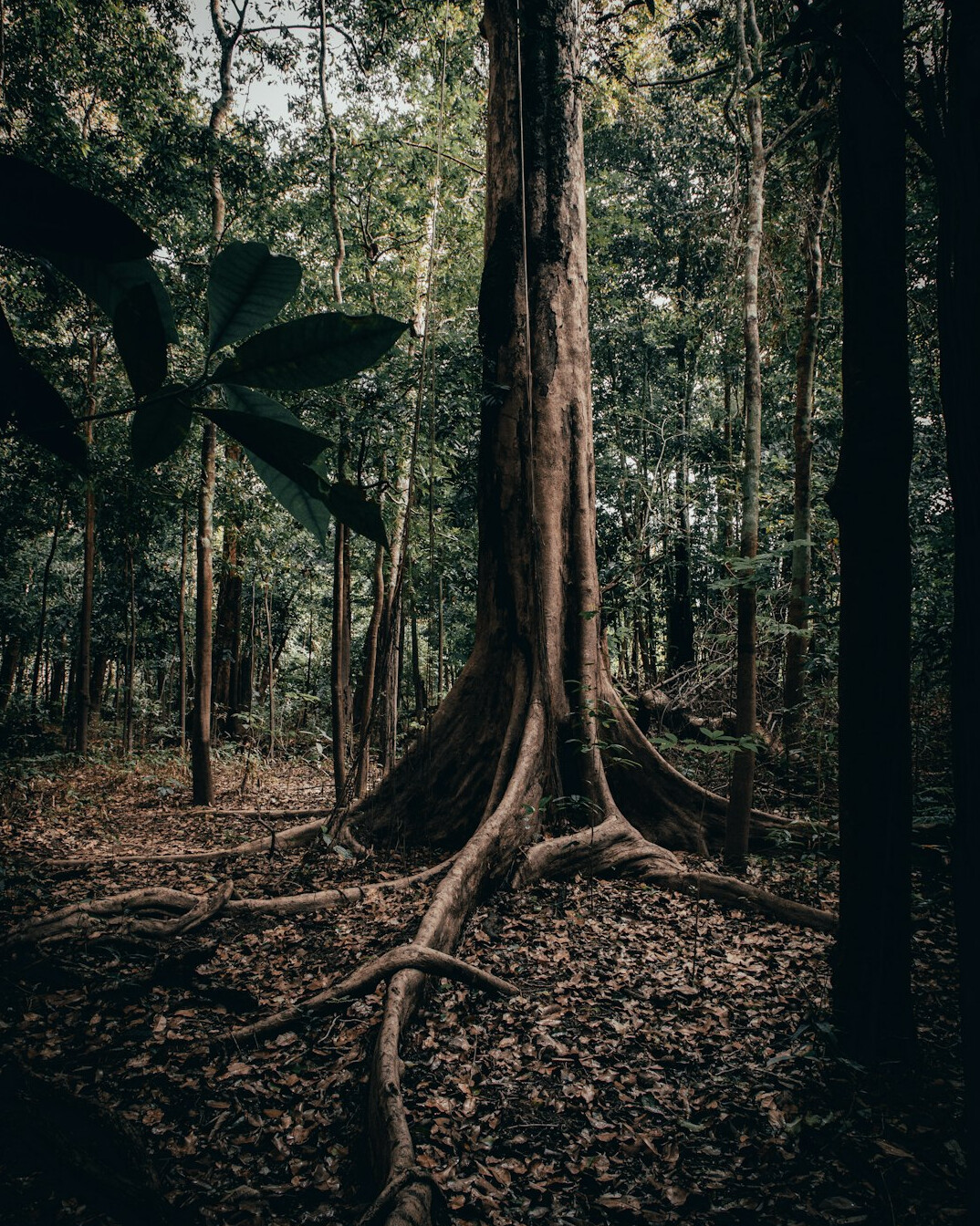 deforestation amazon
